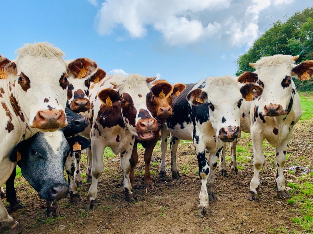 Happy Cows